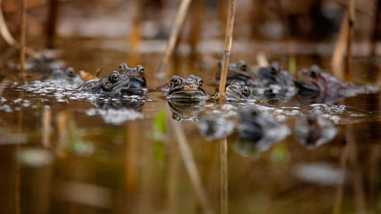 common frog