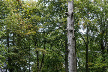 Birke ohne Äste steht im Park vor Laubbäumen