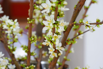 White flowers of Bush Cherry (Prunus Japonica)