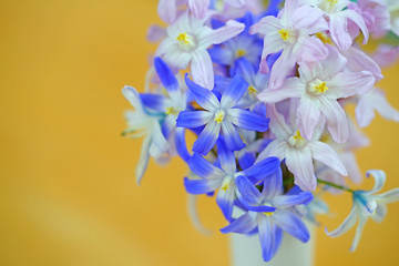 Fototapeta na wymiar Bouquet of pink, purple and white chionodoxa and scilla flowers in a vase
