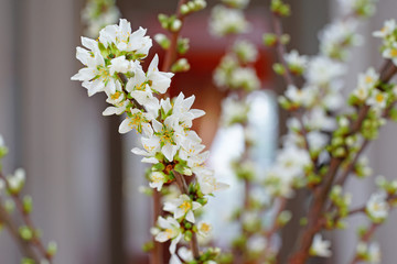 White flowers of Bush Cherry (Prunus Japonica)