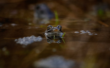 common frog