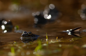 common frog