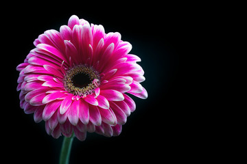 Bright pink chrysanthemum flower close-up on a black background. Beautiful photos of plants and flowers.