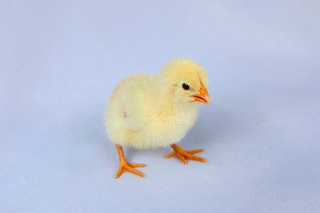 1 day old yellow chick