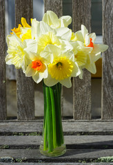 Bouquet of colorful yellow, orange and white daffodil flowers in a vase