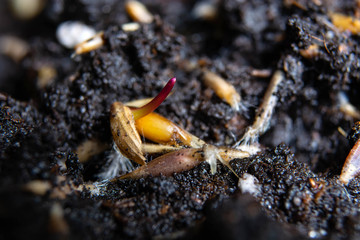 young, green sprouts of lawn grass from seeds on the ground
