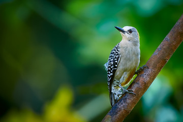Hoffmann's woodpecker (Melanerpes hoffmannii). Female sitting on a branch. Woodpecker from Central America.