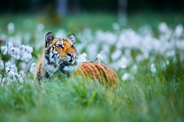 Siberian tiger(Panthera tigris altaica). Amur tiger (Panthera tigris altaica) in the grassland....