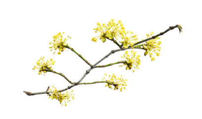 Cornus mas, the Cornelian cherry, European cornel or Cornelian cherry dogwood, is a species of flowering plant. Twig of dogwood on a white background.
