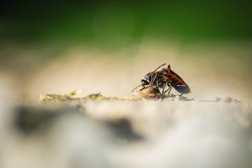 Common European firebugs feeding on a mallow seed