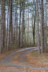 Fototapeta na wymiar Beautiful season in the forest, mountain path, road with trees, autumn leaves