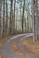 Fototapeta premium Beautiful season in the forest, mountain path, road with trees, autumn leaves