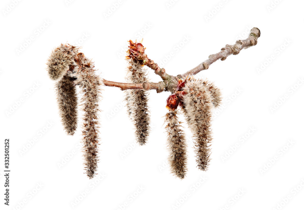 Wall mural Flower of poplar aspen (Populus tremula) on white background