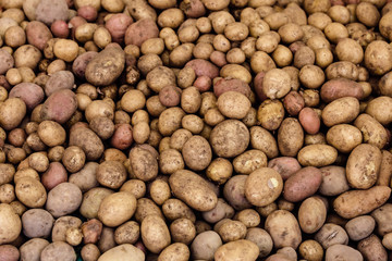 Close up of ripe raw potatoes