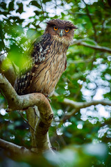 Brown Fish-owl, Ketupa zeylonensis, owl from Asia. Beautiful bird of prey sitting in the deep forest on a branch. Owl in Udawalawe National Park, Sri Lanka.