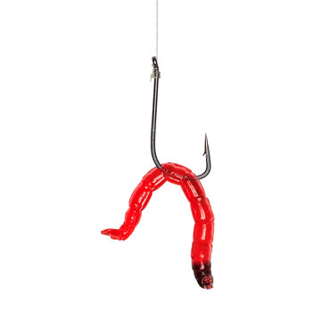bloodworm is a mosquito larva. Good food for aquarium fish and fishing