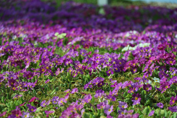 Naklejka premium bunte blumen