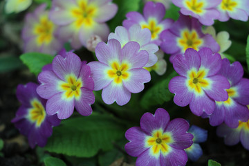 bunte blumen