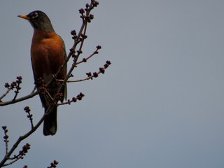 Red Robin on a Tree 