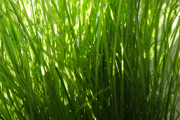 fresh green grass in the sun