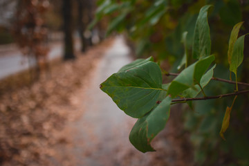 Green autumn leaves sticking out in the picture of a brown autumn avenue with trees. Good contrast between fall and green colors.