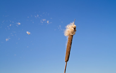 Ripe spike of Common Bulrush, releasing fluffy achenes, against a blue sky