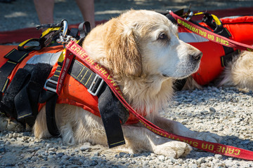 Lifeguard dog, rescue demonstration with the dogs in the water