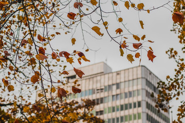 Modern skyscraper in silver color is seen behind a curtain of brown and orange leaves in downtown city. Overcast day with grey skies