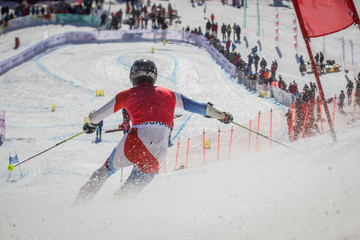 Telemark skier competing in downhill race, seen from the back while rushing towards the finish line - obrazy, fototapety, plakaty