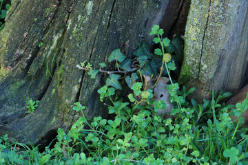 Fototapeta premium park