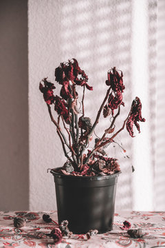 From above dried plant in flowerpot on table in sunlight at summertime