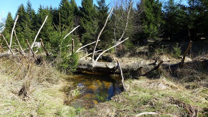 Waldidyll mit Baumstamm und Quelle