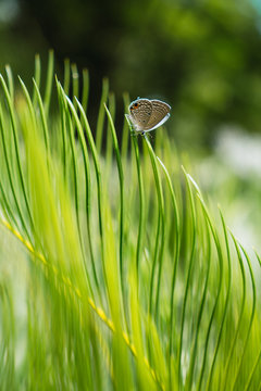 Small butterfly on green leaf