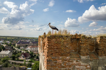Fototapeta premium White and black stork bird standing on an old ruined building in summer.