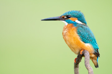 Colorful Kingfisher with long black beak