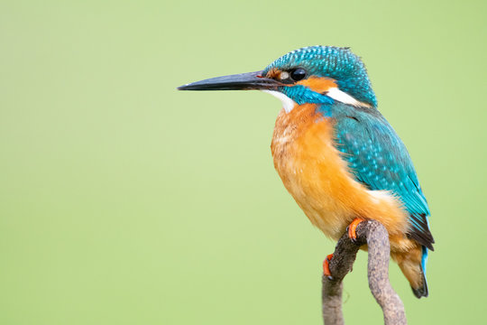 Colorful Kingfisher with long black beak