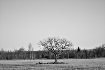 Oak in Latvia