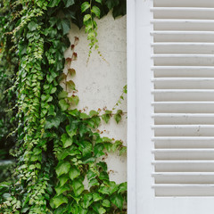 Ivy on Wall with Shutter