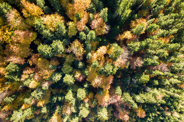 Top down aerial view of green and yellow autumn forest with many fresh trees.
