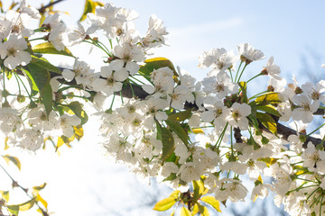 white flowers of a tree in spring