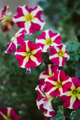 Pink, white and yellow flowers