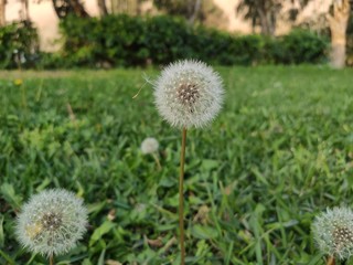 dandelion in grass 
