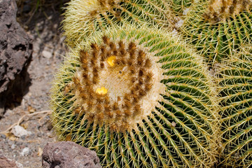  original background made of green cactus, with sharp spines in close-up