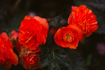 Red Orange Flowers