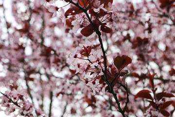 Cherry Blossom