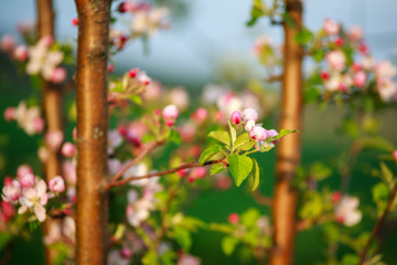 Spring blooming flower of fruit trees in garden, awakening and beauty of nature