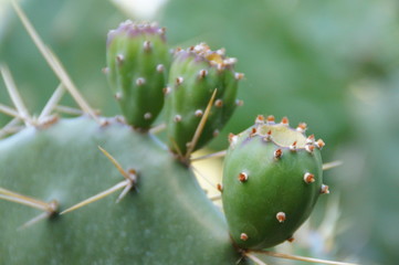  original background made of green cactus, with sharp spines in close-up