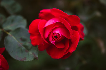 Red Rose