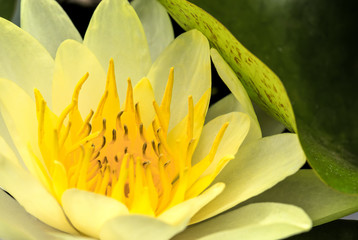 Closeup of bright yellow lotus with a green leaf. 